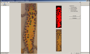 Ventral spot pattern of amphibian crested newt for automatic photo-identification.