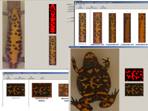 Spot patterns of Triturus cristatus and Bombina bombina for pattern matching photo-identification.