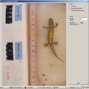 Image processing of Triturus cristatus for length measurement.