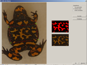 Ventral spot pattern of amphibian fire-bellied toad for automatic photo-identification.