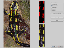 Dorsal pattern of Fire salamander for automatic pattern matching and individual recognition.