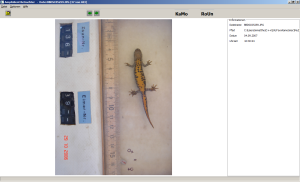 Ventral pattern of Triturus cristatus for individual identification.