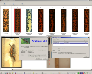 Software zur automatischen individuellen Identifizierung von Fleckenmustern von Amphibien.